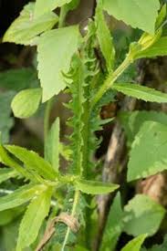 Image result for Laggera