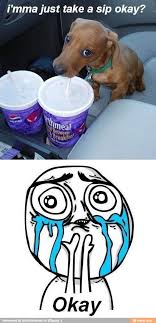 Dogs Like Taco Bell Too Cute Animal Memes Funny Dog Memes Funny Dog Pictures