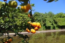 Resultado de imagen de #Chinotto (Citrus myrtifolia)