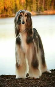 Pin By Cansu Aydinoglu On Kopekler Afghan Hound Dogs Hound Dog Breeds