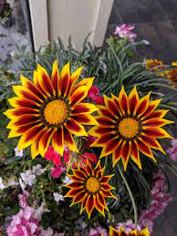 See more ideas about amazing flowers, flowers, planting flowers. Amazing Flowers Flowers