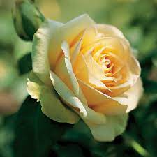 St mary's primary and girls high schools separate. St Patrick Hybrid Tea Rose Jackson Perkins