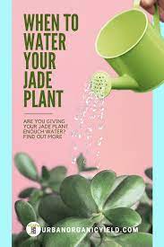 How Much Water Does A Jade Plant Need Jade Plants How To Water Succulents Plants