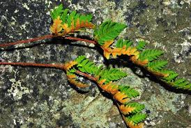 Image result for Cheilanthes inaequalis