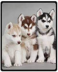 Sometimes called a mini husky, or miniature husky, but not to be confused with the alaskan klee kai (see below), the miniature siberian husky is in essence, just a small husky!. Amazon Com Siberian Husky Puppies Dogs Pets Queen Size Plush Blake Blanket Best Gift 40 X 50 Small Home Kitchen