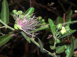 Image result for Capparis tomentosa