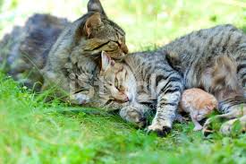 Kedi Ailesi Stok Fotograflari Freeimages Com
