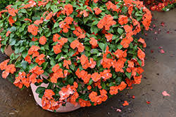 Image result for Impatiens stuhlmannii