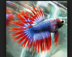 We did not find results for: Jenis Ikan Cupang Serit Dan Cantinya Dipelihara