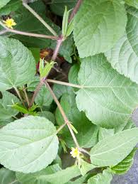 Image result for Corchorus aestuans