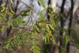 Image result for Caesalpinia decapetala