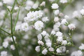 Its botanical name means lover of chalk, which is accurate in describing the insect and disease problems are not too common. Baby S Breath Flower Floraqueen