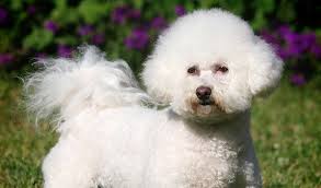 The bichon frise is sensitive, responsive, affectionate, and abundantly playful. Bichon Frise Dog Breed Information