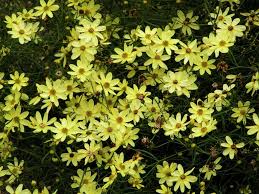 Secluded Gardens On Twitter Coreopsis Moonbeam Sloped Garden Perennial Plants