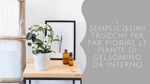 Le piante da interni donano colore e luce agli spazi interni e creano un'allegra e rilassante. I Semplicissimi Trucchi Per Far Fiorire Le Piante D Gelsomino Da Interno