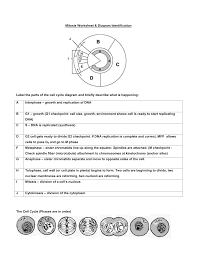 Mitosis worksheet & diagram identification author: Mitosis Vs Meiosis