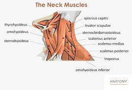 In order to fully understand primary neck cancers, it helps to understand the anatomy and function of the structures in the neck. Neck Back Orthopedic Associates Of Northern California Orthopedic Associates Of Northern California