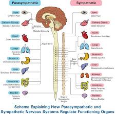 What Happens When The Sympathetic And Parasympathetic Nervous System Are Activat Autonomic Nervous System Parasympathetic Nervous System Nervous System Anatomy