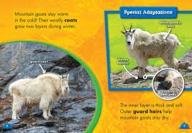 Instead, they are members of a different taxonomical genus than true goats. Mountain Goats Bellwether Media Inc