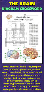 Help Students Learn And Remember The Parts Of The Brain Using This Diagram Crossword Bonus Activity W Ap Psychology Health Science Education Medical Coding