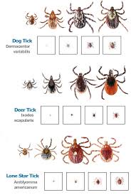 Ticks Tick Borne Diseases Tick Control East Middlesex Mosquito Control Project