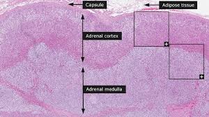 Proteine atlas rat / optogenetics wikipedia : Dictionary Normal Adrenal Gland Adrenal Glands Adrenal Cortex Adrenal Medulla