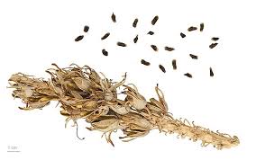 Image result for Aloe haroniensis