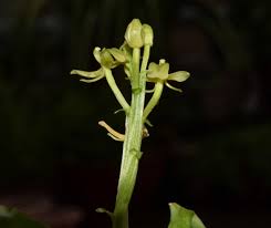 Image result for Liparis nervosa