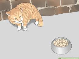 How To Treat A Cat With Bloody Diarrhea Wikihow