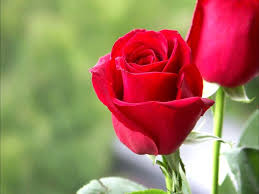 Red Rose Images Love Hd 2316827 Hd Wallpaper Backgrounds Download Choose the typography, transparency and position. red rose images love hd 2316827 hd