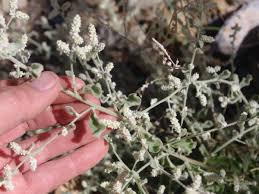 Image result for Aerva