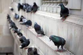 Pigeons and humans have lived together for thousands of years. Bird Control Sydney Call M M To Get Rid Of Your Bird Problems