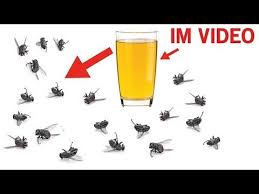 Diese Hausmittel Helfen Gegen Mucken Fliegen Und Sogar Kakerlaken Youtube Hausmittel Gegen Fliegen Pflanzen Gegen Mucken Fliegen Im Haus