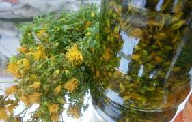 Kantarionovo ulje je jedno od rijetkih ulja koje se priprema sa svježim cvjetovima. Kako Napraviti Kantarionovo Ulje Za Sta Je Dobro I Kako Se Koristi Uspesna Zena