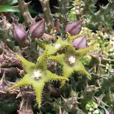 Image result for Orbea dummeri