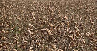 I started a little earlier than a month, i was coming okay. Naturally Coloured Cotton From India Could Help Reduce The Environmental Pollution Caused By Dyes