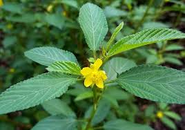 Image result for Corchorus kirkii