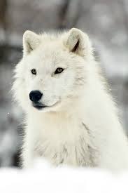 An Artic Wolf Artic Wolf Arctic Wolf Wolf Spirit Animal