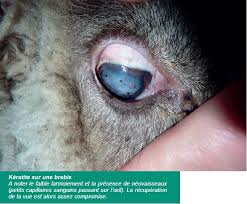 Vous trouverez, dans cette rubrique, de nombreuses informations médicales sur les principales maladies ophtalmologiques : Maladies Des Yeux Affection Benigne Grave Ou Genetique A Chacune Son Traitement Alliance Elevage