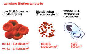 Gefass Lexikon Thrombozyten Gefasszentrum Bremen