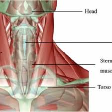 The nerves of the head and neck include the most vital and important organs of the nervous system — the brain and spinal cord — as well as the organs of the special senses. Structure Of The Human Neck Download Scientific Diagram