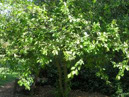 Image result for Kraussia floribunda