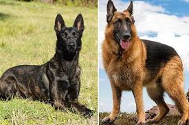 Look at pictures of dutch shepherd puppies who need a home. German Shepherd Vs Dutch Shepherd An In Depth View Of Kindred Cousins Anything German Shepherd