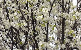 Maybe you would like to learn more about one of these? Where Did Those Nasty Bradford Pear Trees Come From And Why Are They So Popular