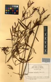 Image result for Cryptolepis oblongifolia