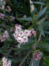 Image result for Boscia salicifolia
