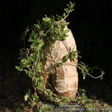 Image result for Pergularia