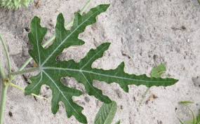 Image result for Acanthosicyos naudinianus