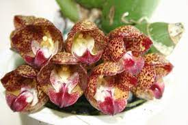 Peristeria Dove Orchid Or Holy Spirit Orchid Flower Of Holy Spirit Is Another Highly Famous Orchid Flowers Of This Stann Orchids Orchid Flower House Plants
