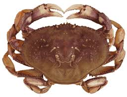 Odfw Recreational Crab Fishing Crab Id